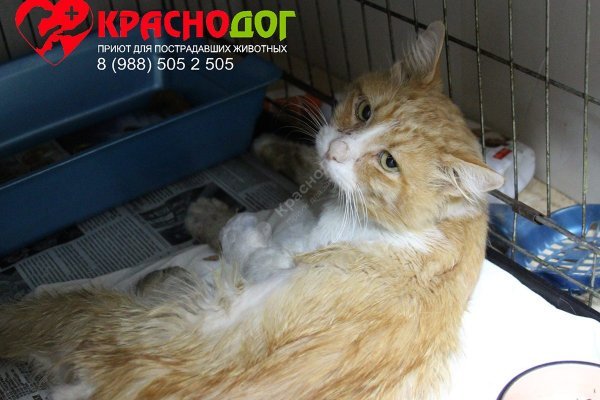 Кракен это сайт что продают