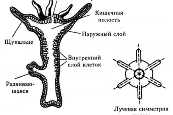 Кракен маркетплейс скачать