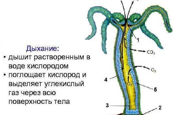 Сайт кракен официальный ссылка onion